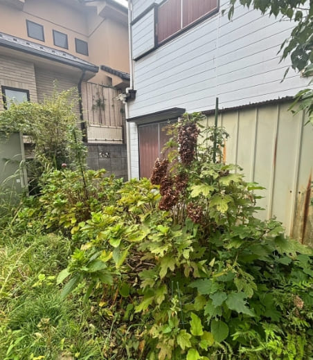 草刈りのBEFORE画像