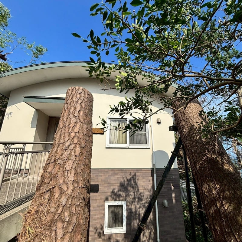 伐採のAFTER画像